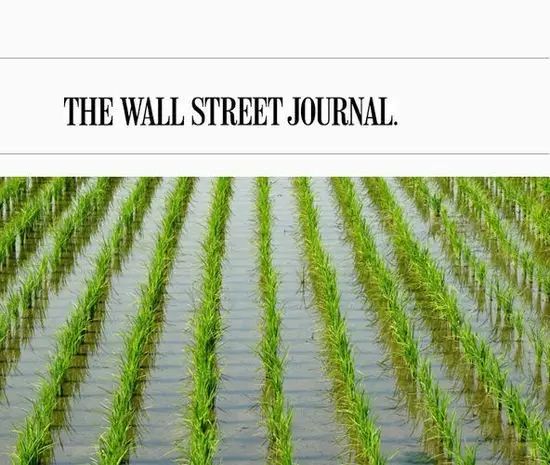 糧食戰爭：美國大米“入侵”將怎樣改變市場格局？