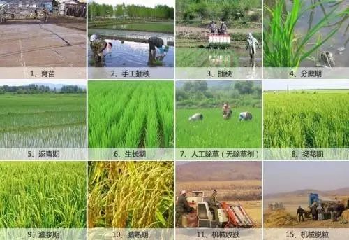 糧食戰爭：美國大米“入侵”將怎樣改變市場格局？