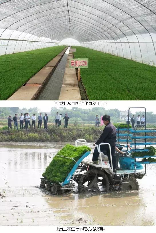 糧食戰爭：美國大米“入侵”將怎樣改變市場格局？